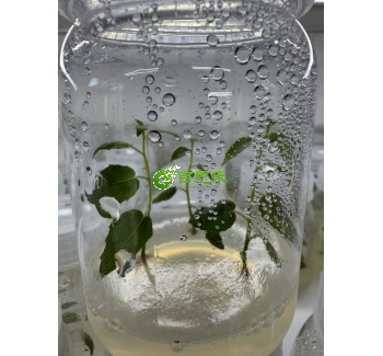 山新杨杨树组培苗