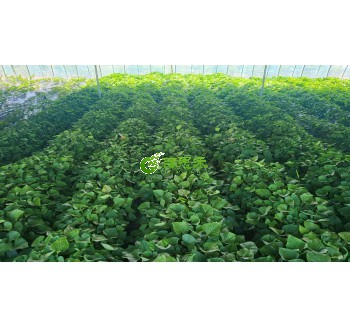 各品种红薯种苗