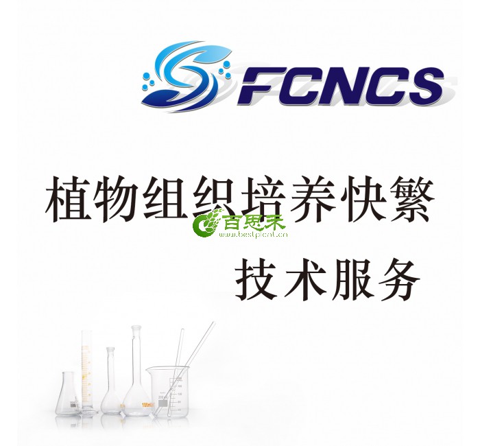 植物组织培养快繁