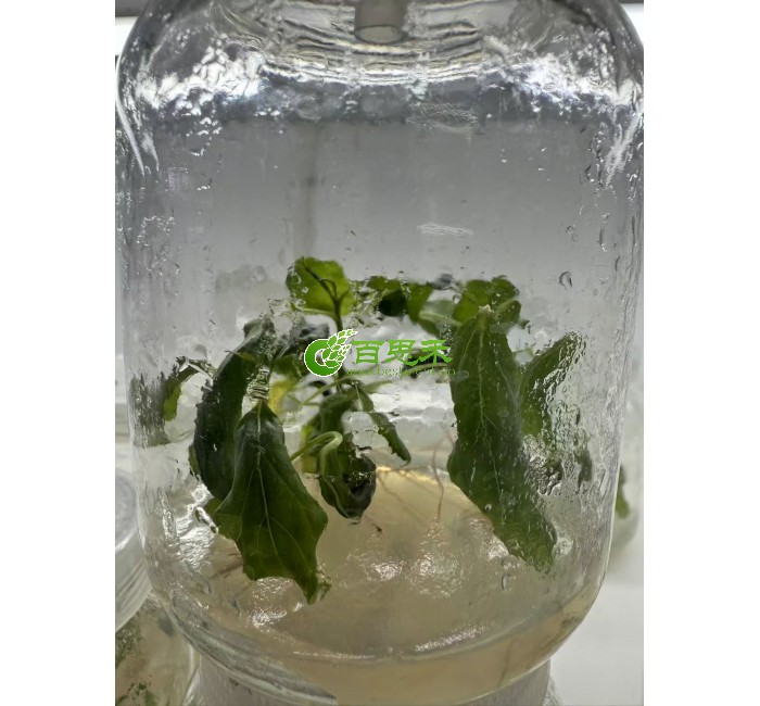 意214杨树组培苗