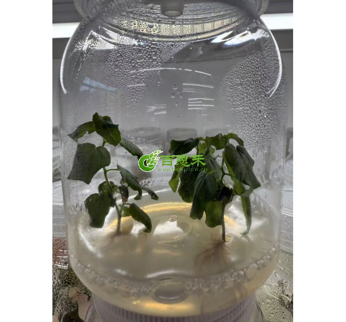 东北山杨杨树组培苗