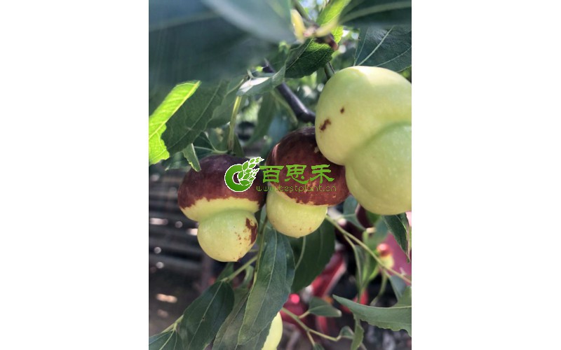 各品种红薯种苗