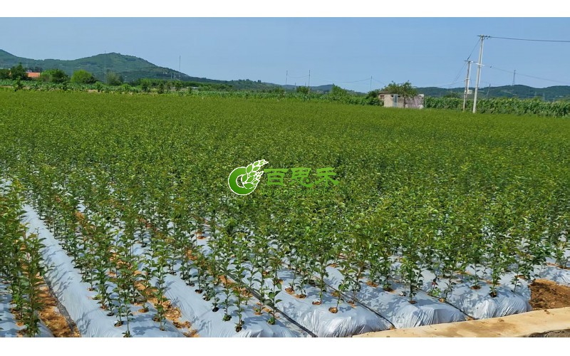 矮化樱桃种苗基地