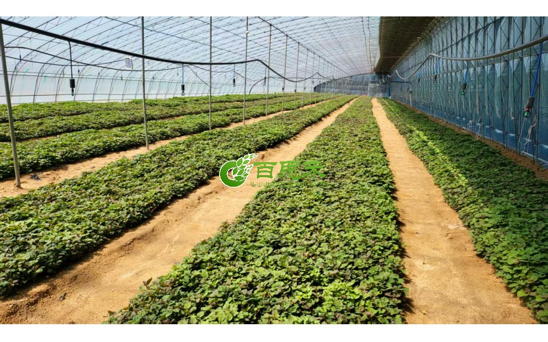 甘薯育苗基地