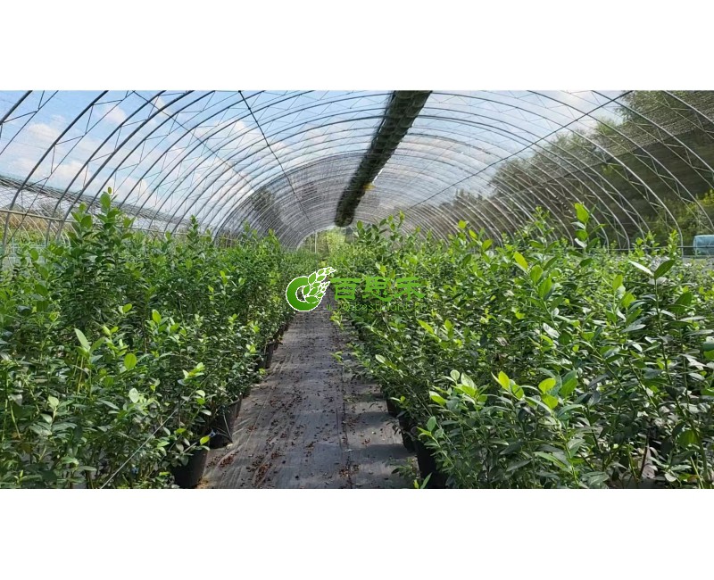 蓝莓种植基地