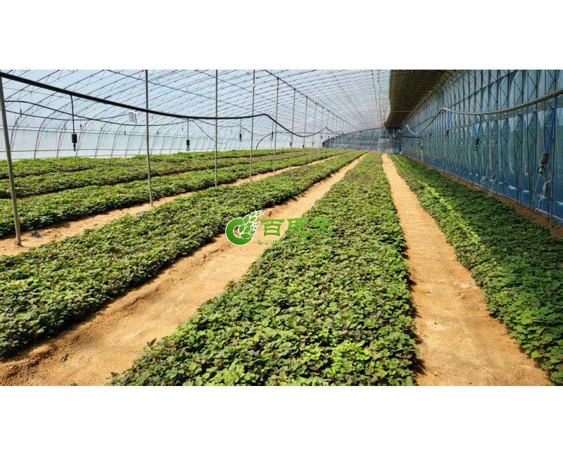 甘薯育苗基地